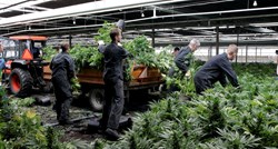 Dionica kompanije koja uzgaja marihuanu hit na američkoj burzi